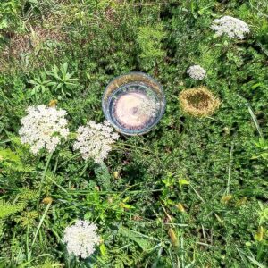 Queen Anne's Lace