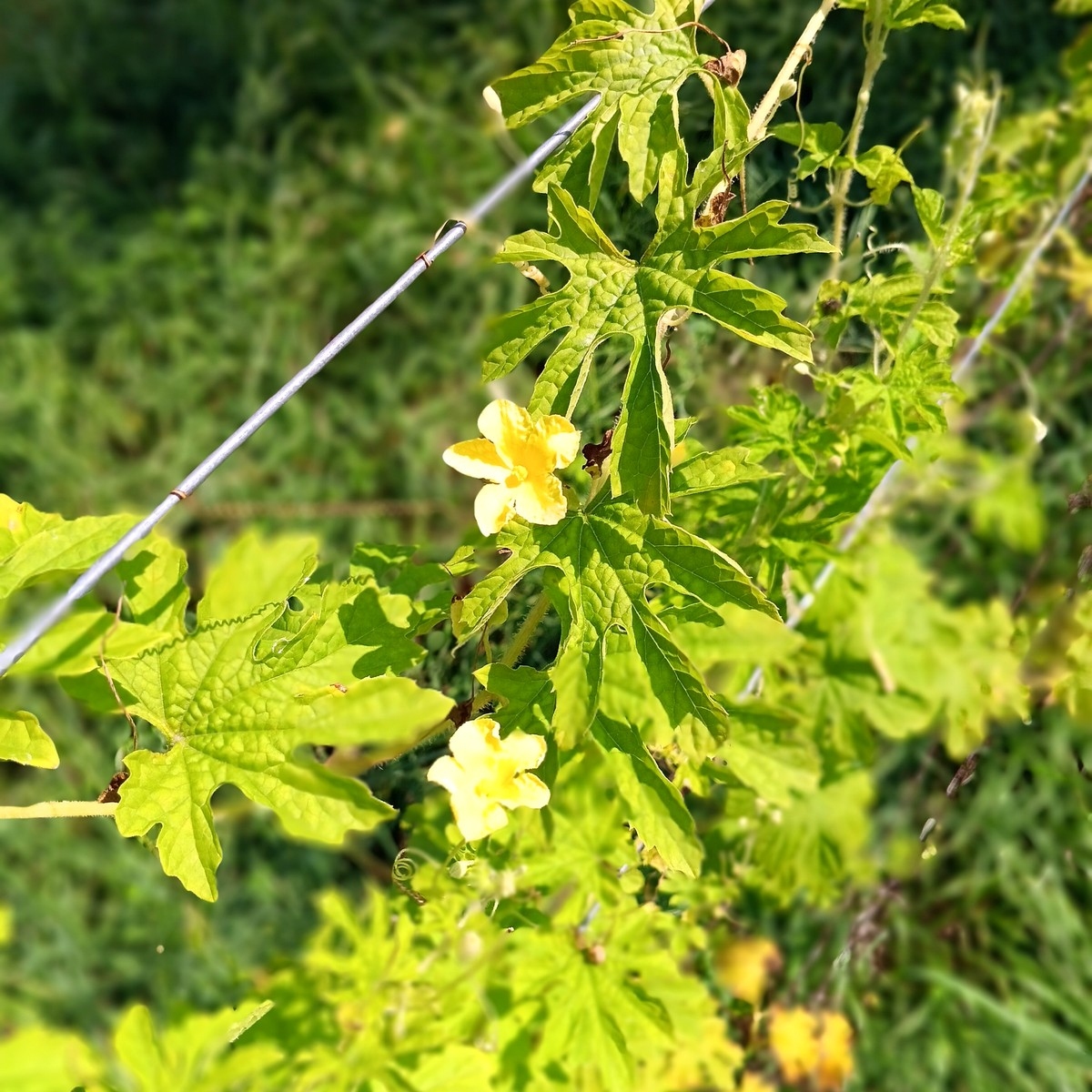 Bitter Melon - Image 2