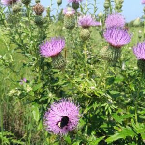 Thistle