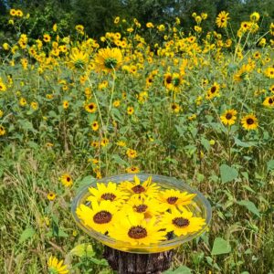 Wild Sunflower