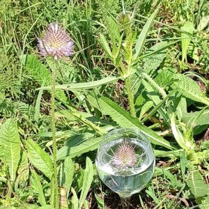 Teasel