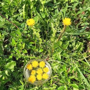 Dandelion - Fall