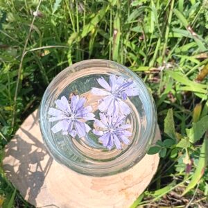 Chickory