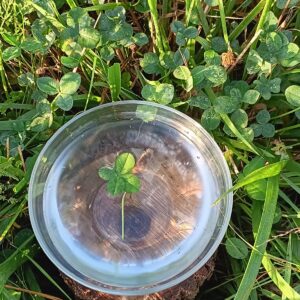 4 leaf clover