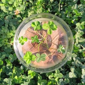 4 leaf clover x 7