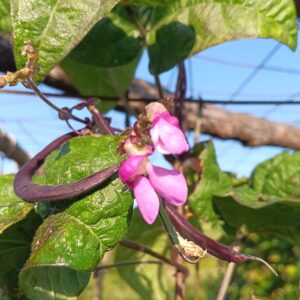 Purple Pole Bean