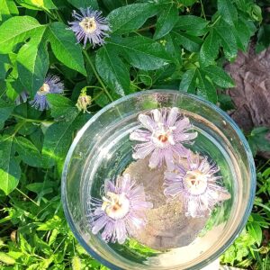 Maypop