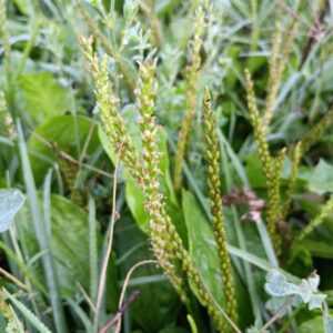 Broadleaf Plantain