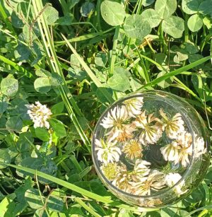 White Clover