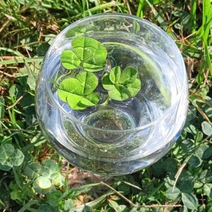 4 and 5 leaf clover