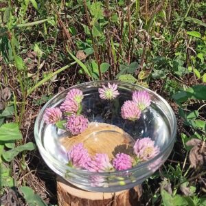Red Clover