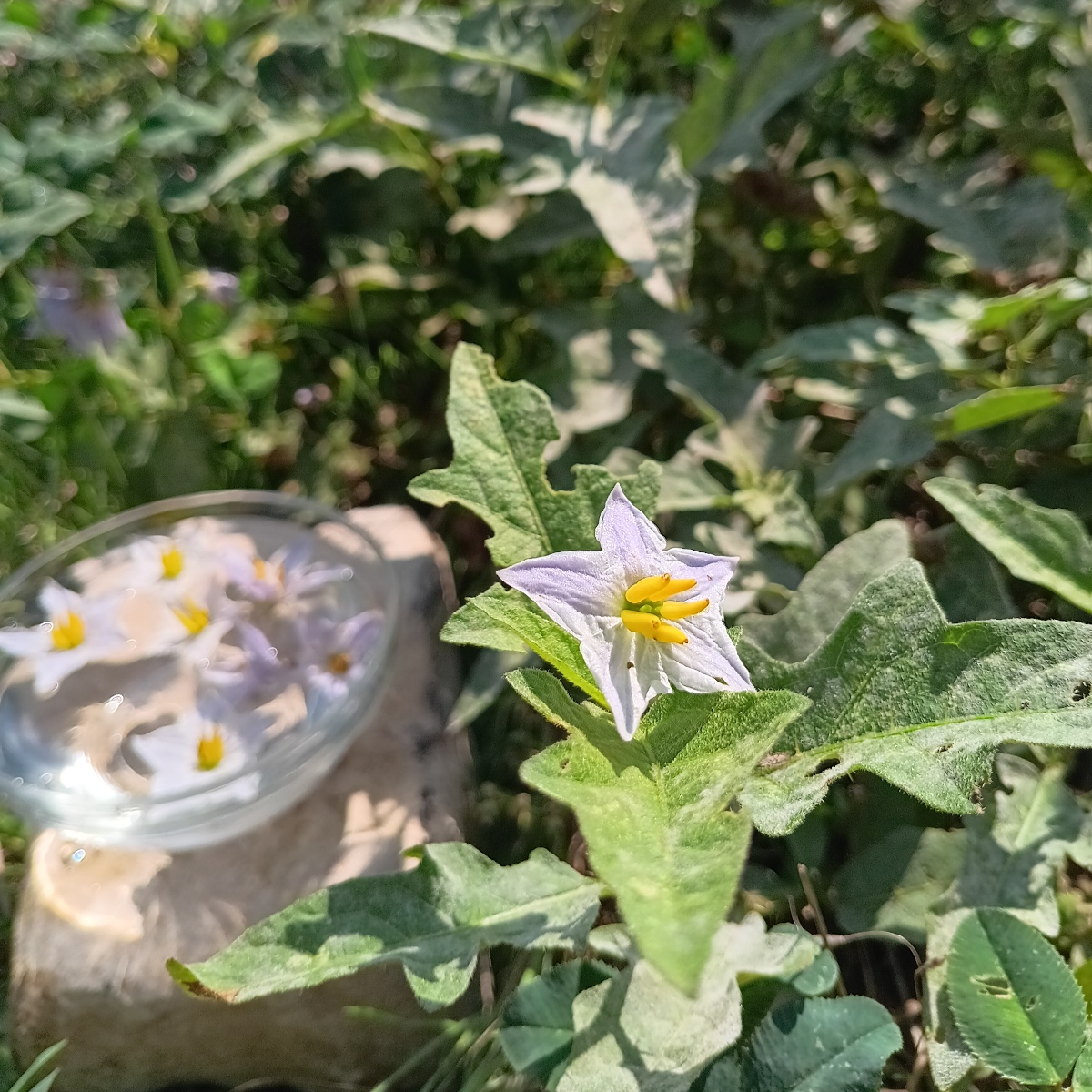 Horse Nettle