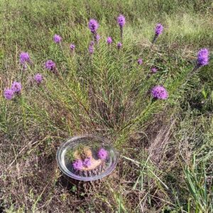 Blazing Star