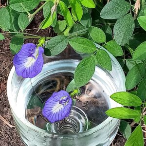 Butterfly Pea