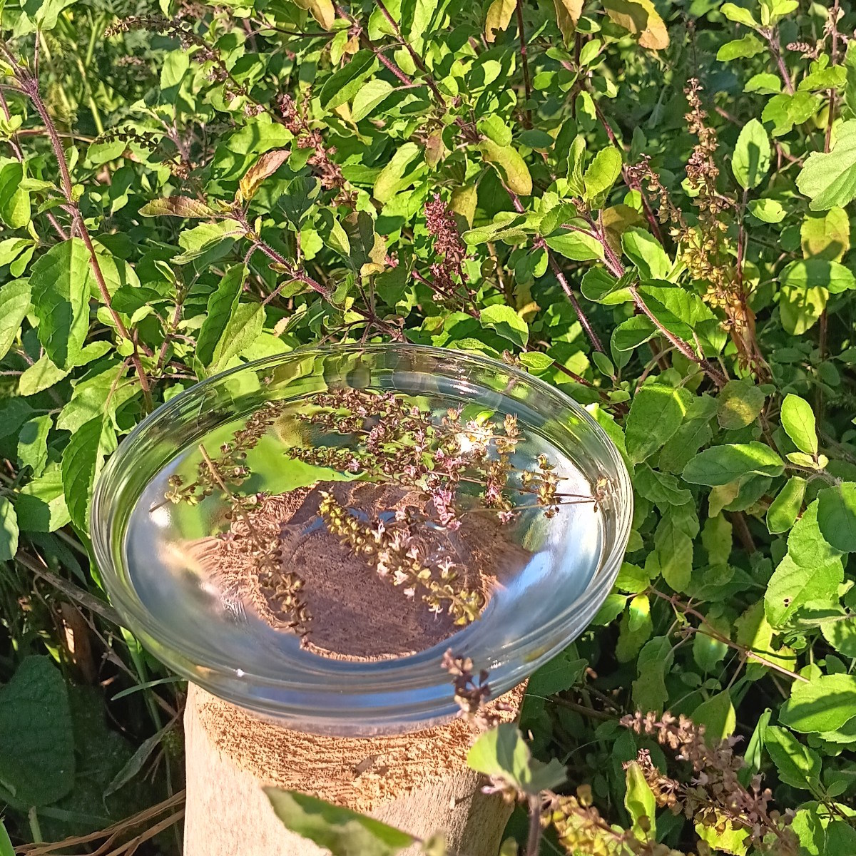 Tulsi