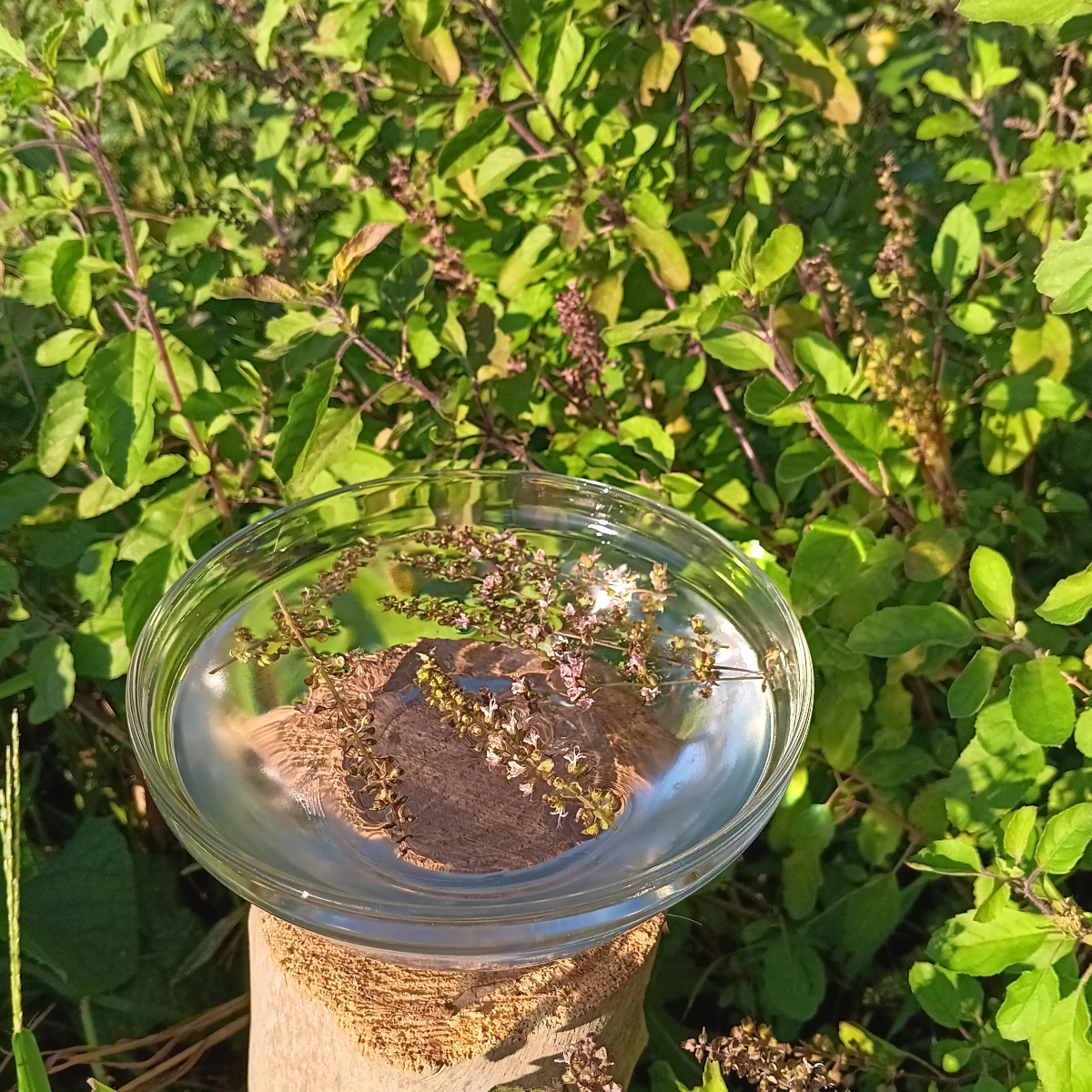 Tulsi - Image 2