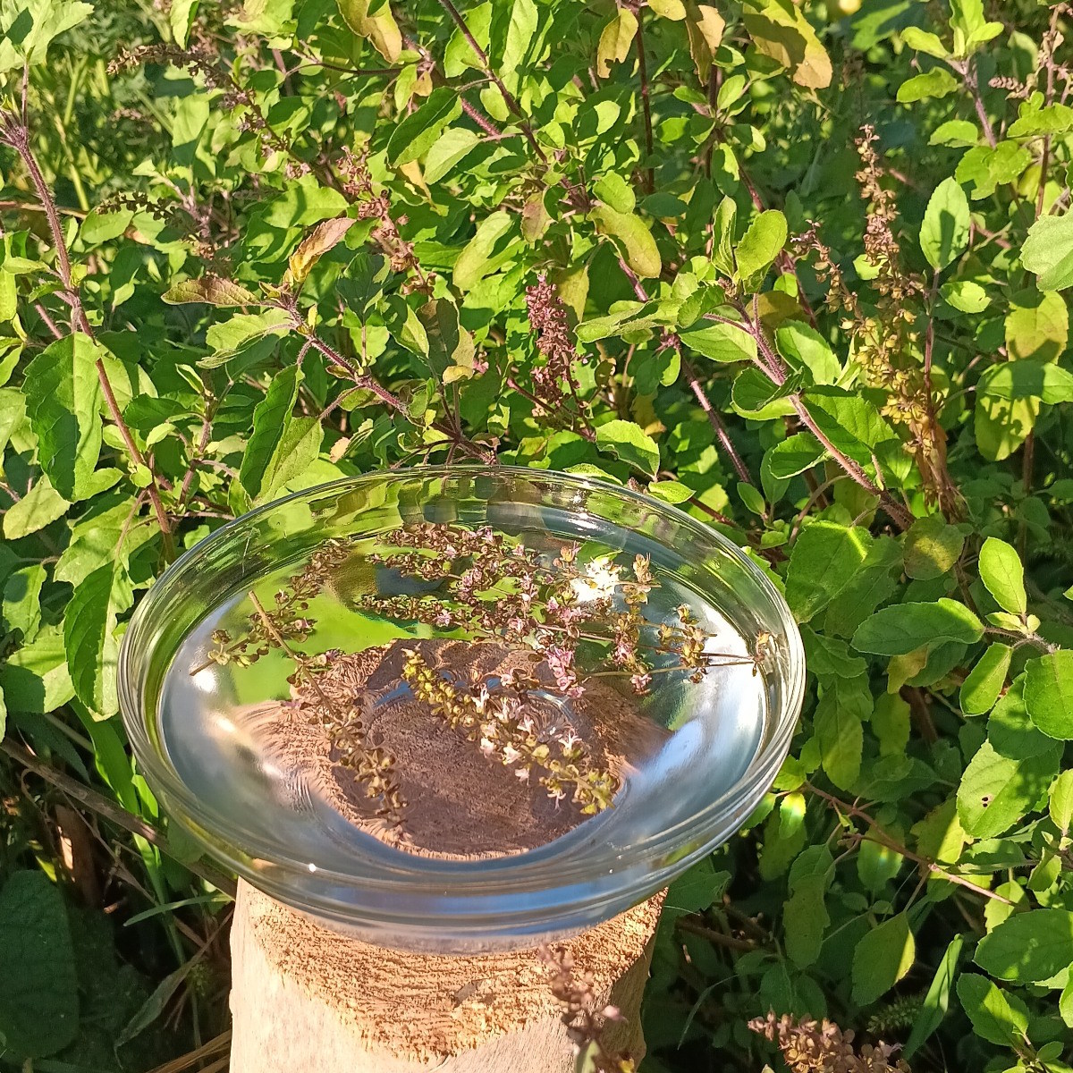 Tulsi - Image 3